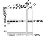 hnRNP AB Antibody in Western Blot (WB)