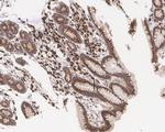 SEC24A Antibody in Immunohistochemistry (Paraffin) (IHC (P))