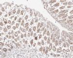 SEC24A Antibody in Immunohistochemistry (Paraffin) (IHC (P))