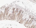 SEC24A Antibody in Immunohistochemistry (Paraffin) (IHC (P))