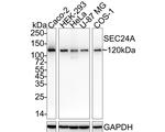 SEC24A Antibody in Western Blot (WB)