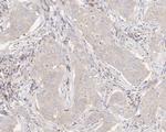 eIF3h Recombinant Mouse Monoclonal Antibody (PSH04-49)