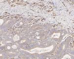 eIF3h Antibody in Immunohistochemistry (Paraffin) (IHC (P))
