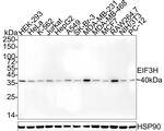 eIF3h Antibody in Western Blot (WB)