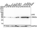 LIAS Antibody in Western Blot (WB)