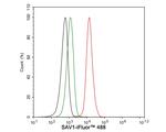 SAV1 Antibody in Flow Cytometry (Flow)