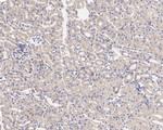 SAV1 Antibody in Immunohistochemistry (Paraffin) (IHC (P))