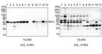 SAV1 Antibody in Western Blot (WB)