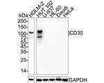 CD30 Antibody in Western Blot (WB)