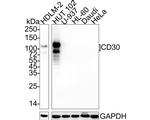 CD30 Antibody in Western Blot (WB)