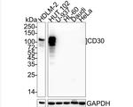 CD30 Antibody in Western Blot (WB)