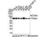 NCOA4 Antibody in Western Blot (WB)