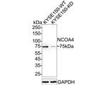 NCOA4 Antibody in Western Blot (WB)