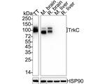 TrkC Antibody in Western Blot (WB)
