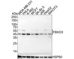 FBXO3 Recombinant Rabbit Monoclonal Antibody (PSH04-09)
