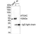ATG4C Antibody in Immunoprecipitation (IP)