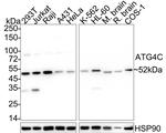 ATG4C Recombinant Rabbit Monoclonal Antibody (PSH05-23)