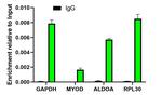 Histone H3 Loading Control Antibody in ChIP Assay (ChIP)