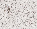Histone H3 Loading Control Antibody in Immunohistochemistry (Paraffin) (IHC (P))