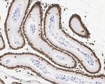 Histone H3 Loading Control Antibody in Immunohistochemistry (Paraffin) (IHC (P))