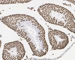 Histone H3 Loading Control Antibody in Immunohistochemistry (Paraffin) (IHC (P))