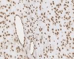 Histone H3 Loading Control Antibody in Immunohistochemistry (Paraffin) (IHC (P))