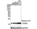 Histone H3 Loading Control Antibody in Western Blot (WB)