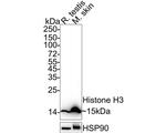 Histone H3 Loading Control Antibody in Western Blot (WB)