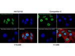 H3K9ac Antibody in Immunocytochemistry (ICC/IF)