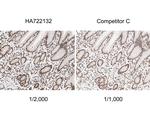 H3K9ac Antibody in Immunohistochemistry (Paraffin) (IHC (P))