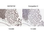 H3K9ac Antibody in Immunohistochemistry (Paraffin) (IHC (P))