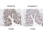 H3K9ac Antibody in Immunohistochemistry (Paraffin) (IHC (P))