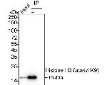 H3K9ac Antibody in Immunoprecipitation (IP)