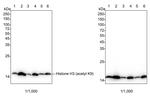 H3K9ac Antibody in Western Blot (WB)