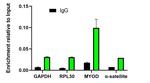 H3K27me3 Antibody in ChIP Assay (ChIP)