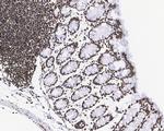 H3K27me3 Antibody in Immunohistochemistry (Paraffin) (IHC (P))