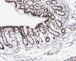H3K27me3 Antibody in Immunohistochemistry (Paraffin) (IHC (P))