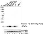 H3K27me3 Antibody in Western Blot (WB)