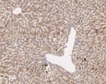 CTU2 Recombinant Rabbit Monoclonal Antibody (PSH04-05)