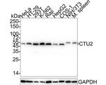 CTU2 Antibody in Western Blot (WB)
