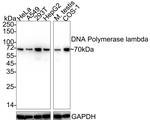 POLL Antibody in Western Blot (WB)