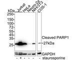 PARP1 (cleaved Asp214) Antibody in Western Blot (WB)