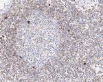 LAIR1 Antibody in Immunohistochemistry (Paraffin) (IHC (P))