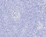LAIR1 Antibody in Immunohistochemistry (Paraffin) (IHC (P))