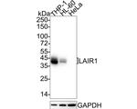 LAIR1 Antibody in Western Blot (WB)