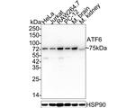 ATF6 Antibody in Western Blot (WB)