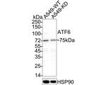 ATF6 Antibody in Western Blot (WB)