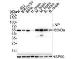 LNP Antibody in Western Blot (WB)