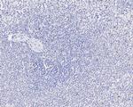 TEF1 Antibody in Immunohistochemistry (Paraffin) (IHC (P))