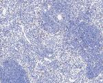 TEF1 Antibody in Immunohistochemistry (Paraffin) (IHC (P))